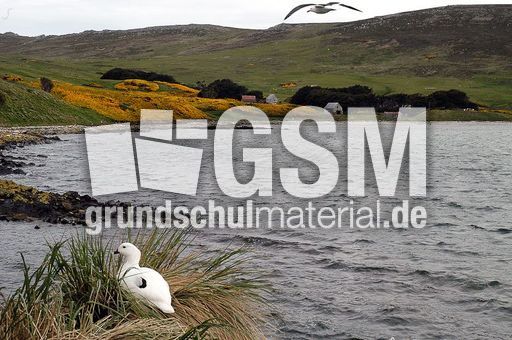 Kelpgans (3 von 8).jpg